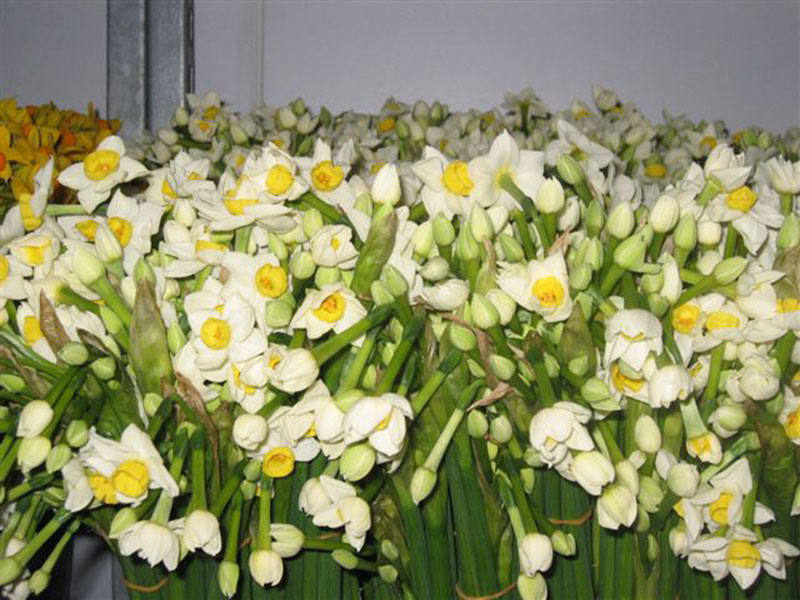 Narcissi from Pelistry Farm, Scilly