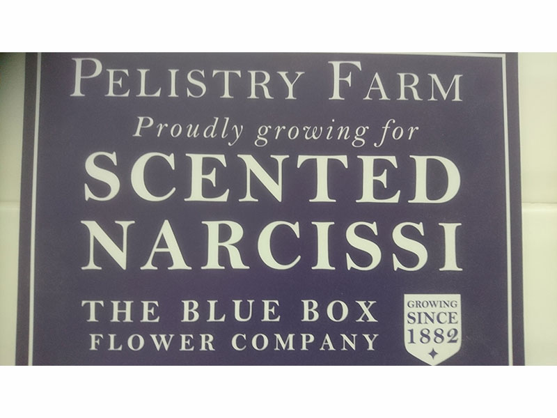 Pelistry Farm Scented Narcissi, Scilly
